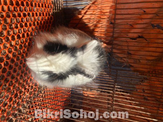 Satin Angora breeding pair